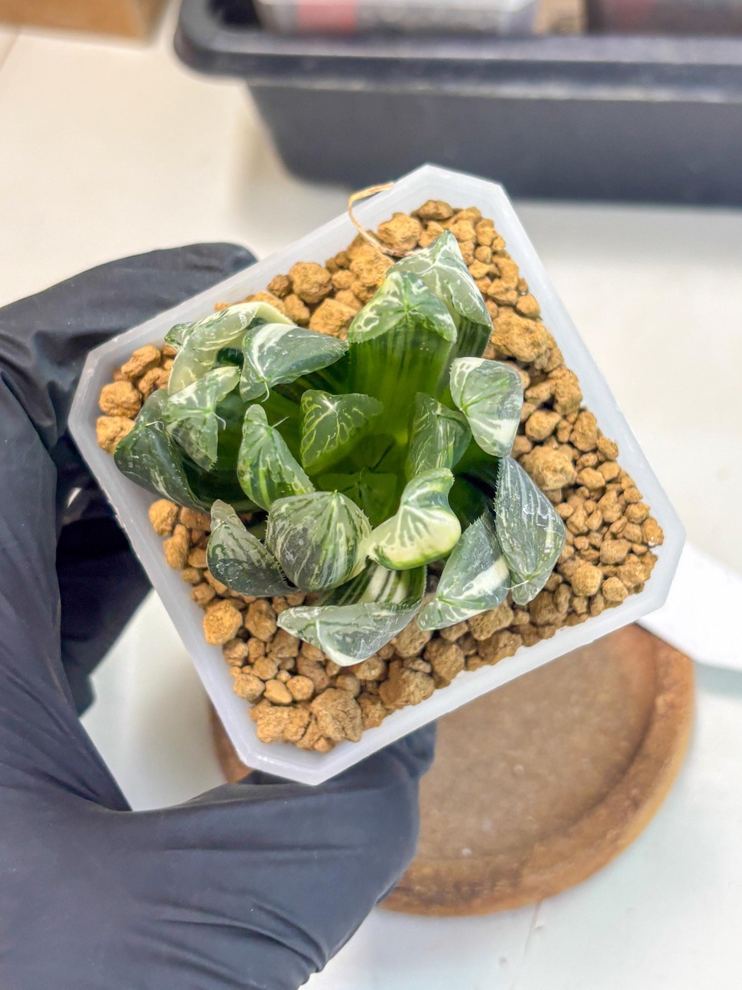 Haworthia Obtusa Hyb Var (wa1) (4) | South Korea Import | Succulent