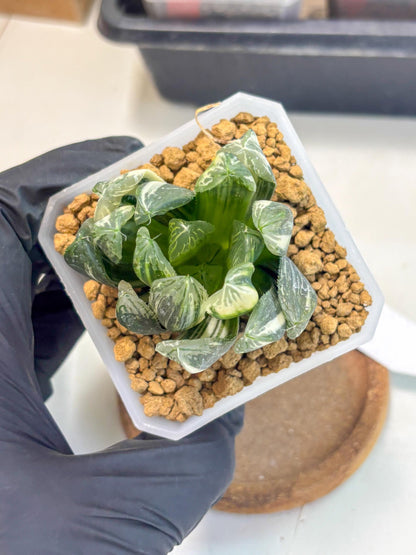 Haworthia Obtusa Hyb Var (wa1) (4) | South Korea Import | Succulent