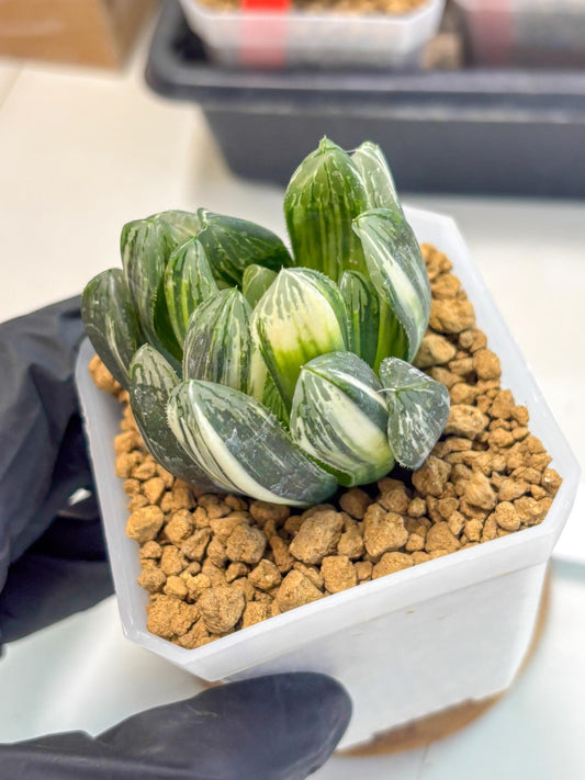 Haworthia Obtusa Hyb Var (wa1) (4) | South Korea Import | Succulent