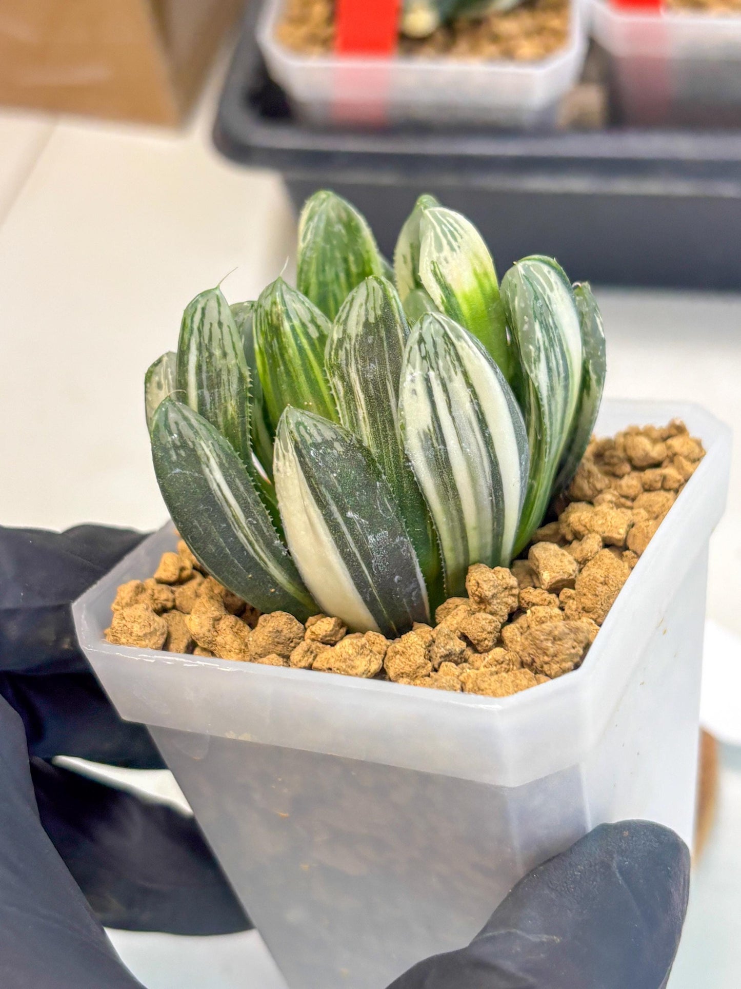 Haworthia Obtusa Hyb Var (wa1) (4) | South Korea Import | Succulent