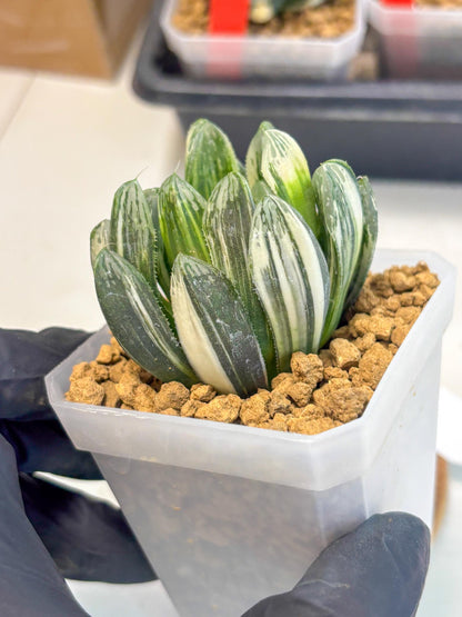 Haworthia Obtusa Hyb Var (wa1) (4) | South Korea Import | Succulent