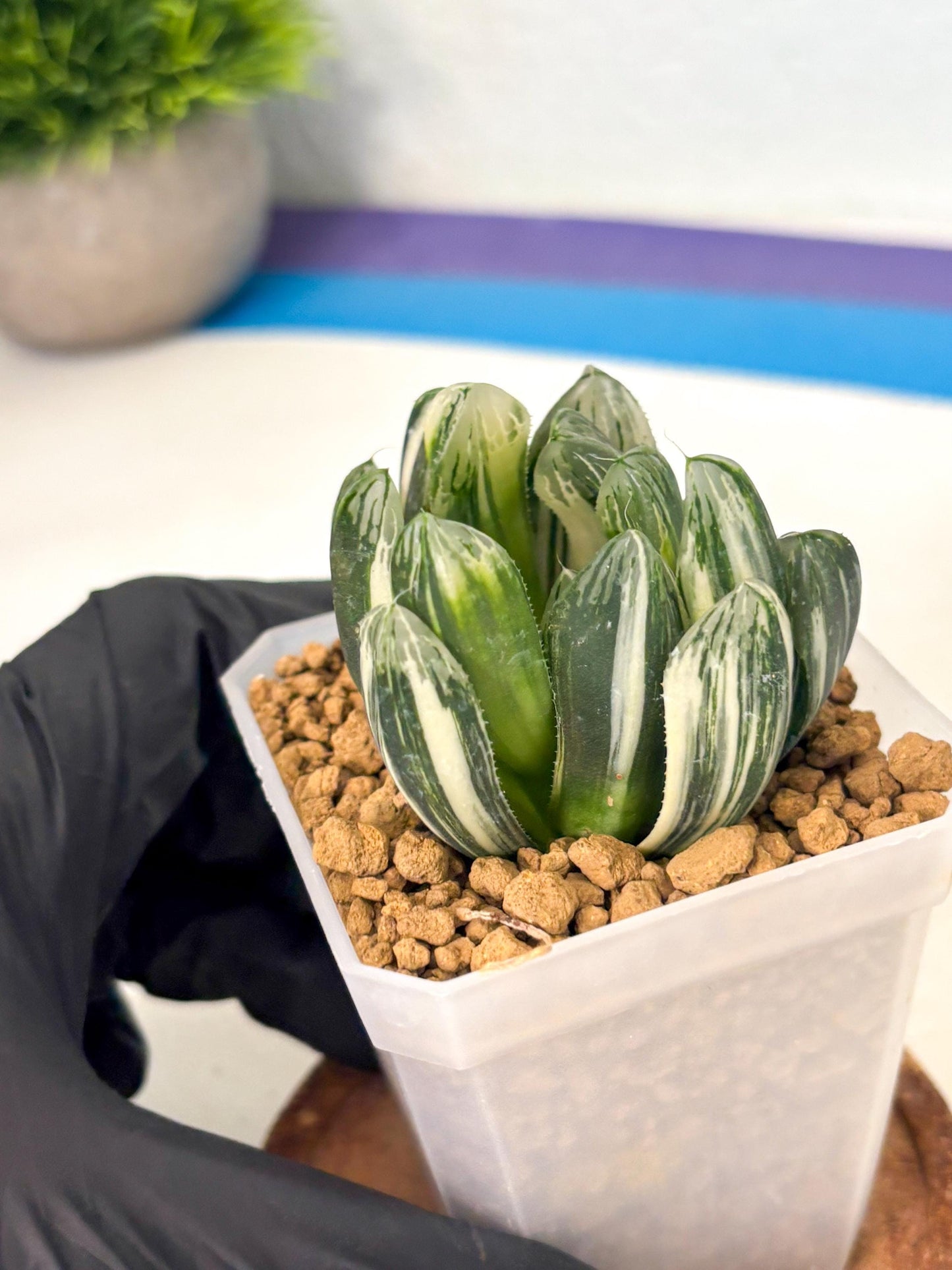 Haworthia Obtusa Hyb Var (wa1) (4) | South Korea Import | Succulent