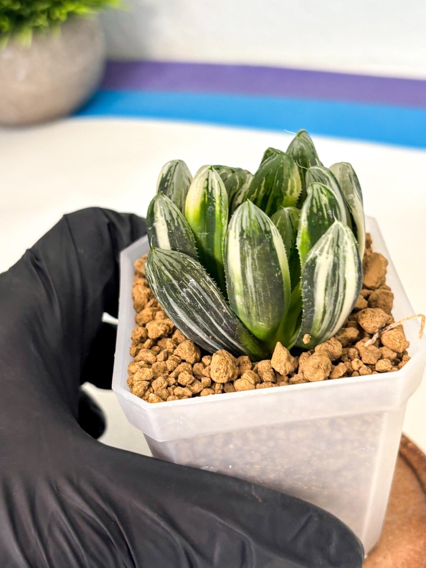 Haworthia Obtusa Hyb Var (wa1) (4) | South Korea Import | Succulent