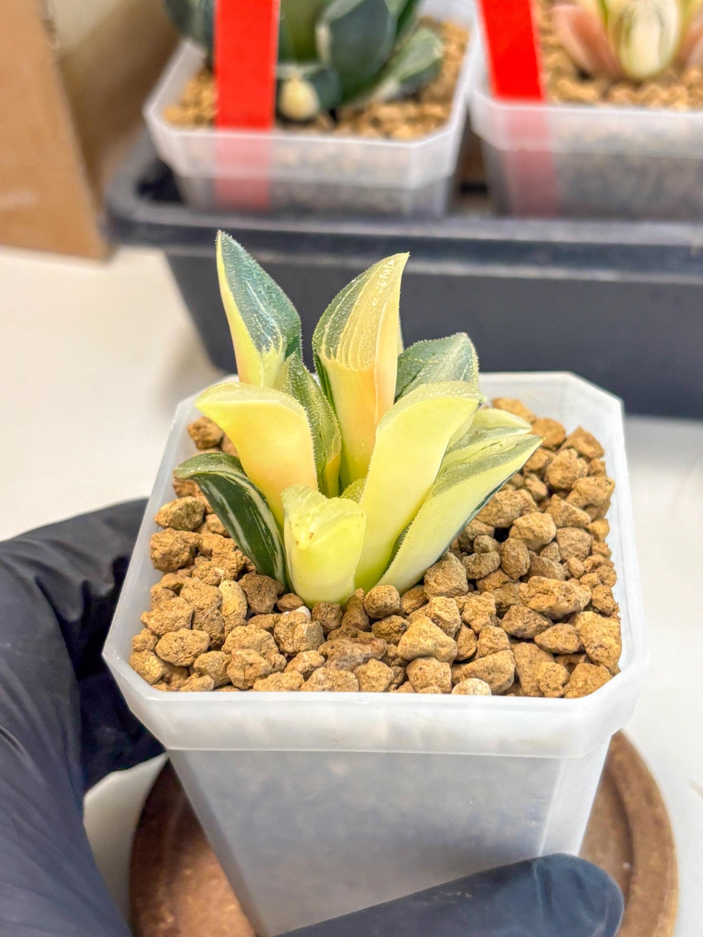 Haworthia Pygmaea Var (wa1) (5) | South Korea Import | Succulent