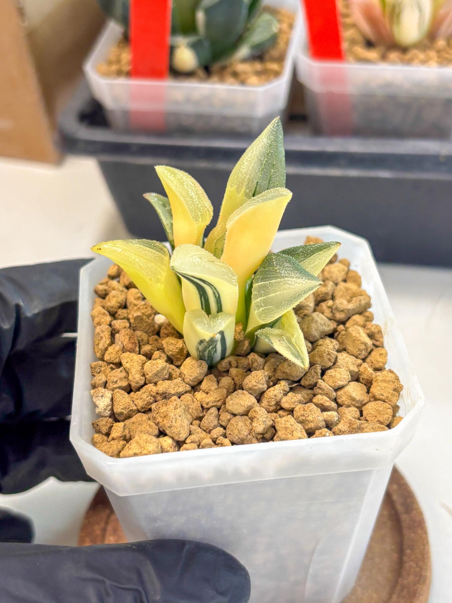 Haworthia Pygmaea Var (wa1) (5) | South Korea Import | Succulent
