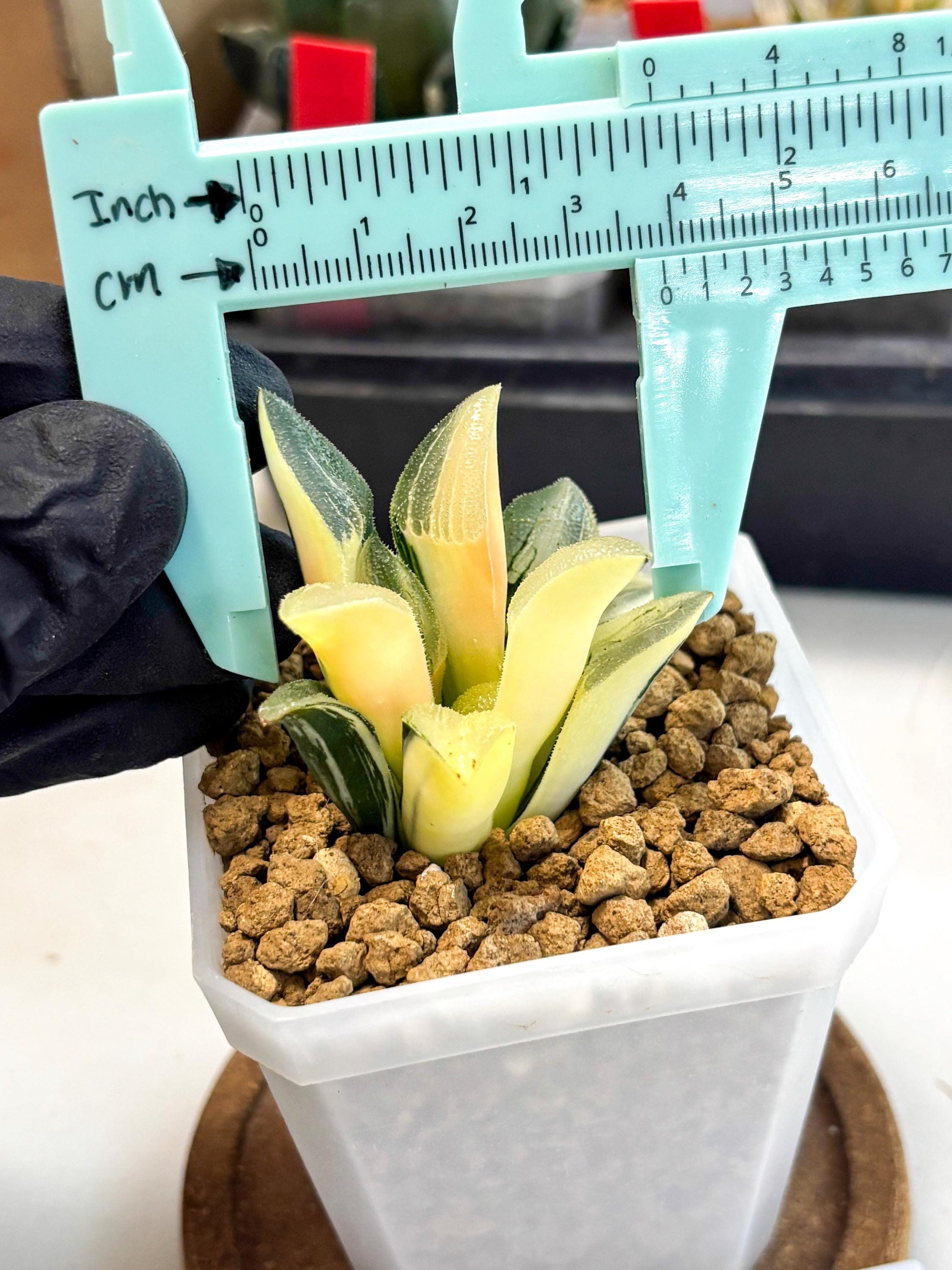 Haworthia Pygmaea Var (wa1) (5) | South Korea Import | Succulent