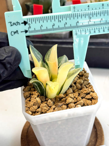 Haworthia Pygmaea Var (wa1) (5) | South Korea Import | Succulent