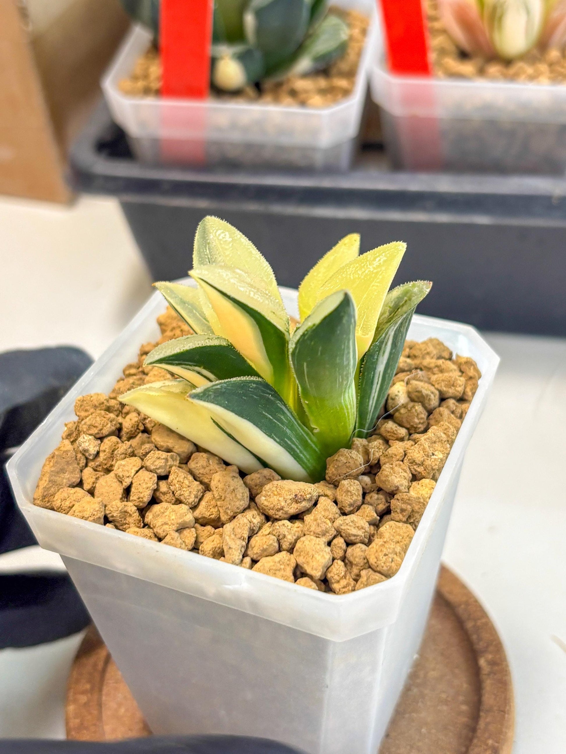 Haworthia Pygmaea Var (wa1) (5) | South Korea Import | Succulent