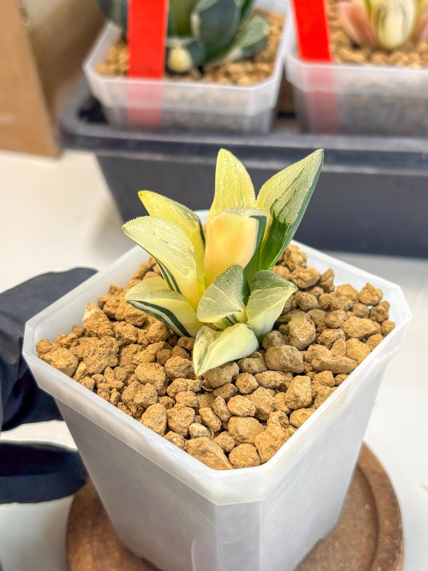 Haworthia Pygmaea Var (wa1) (5) | South Korea Import | Succulent