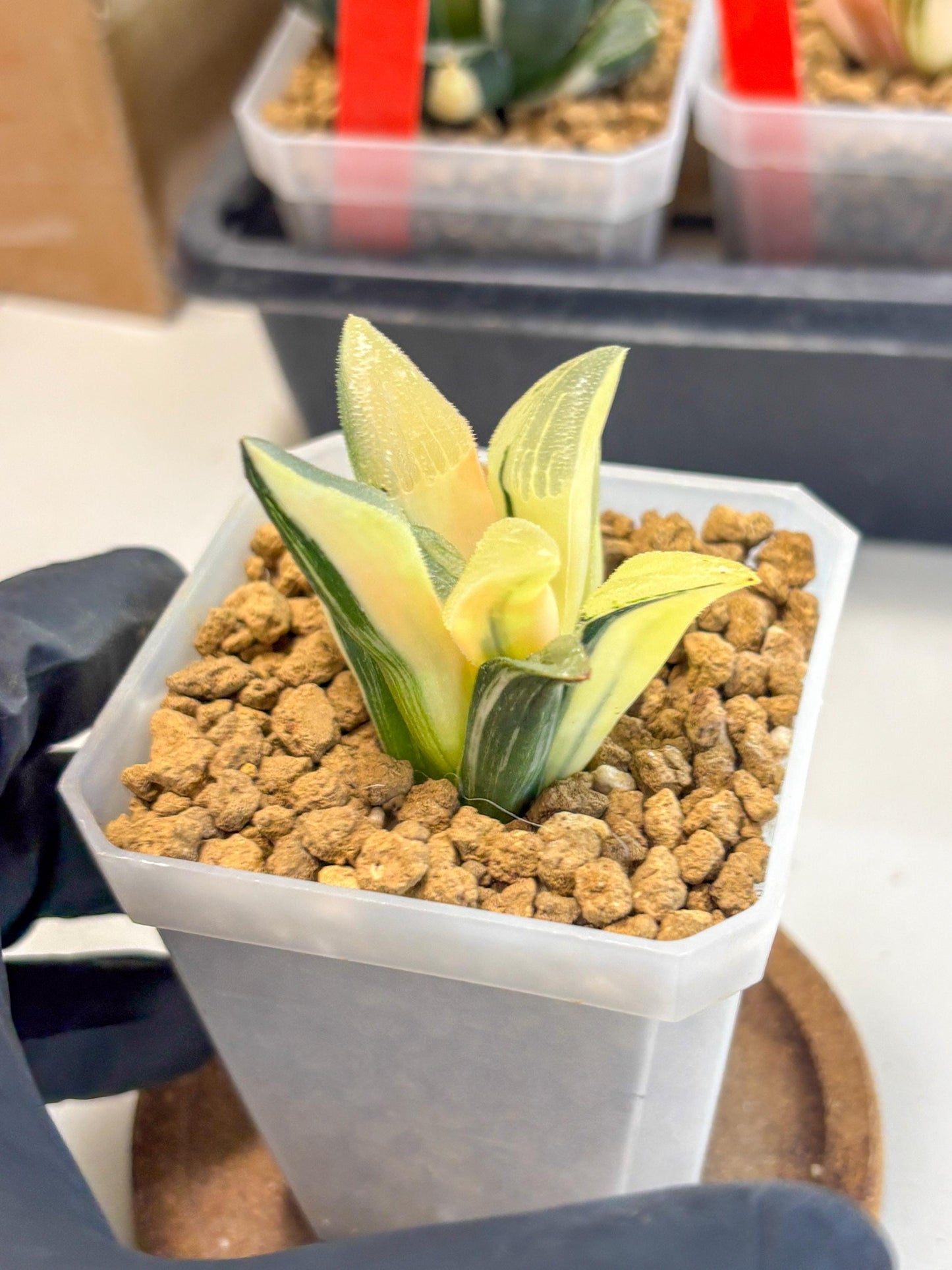 Haworthia Pygmaea Var (wa1) (5) | South Korea Import | Succulent