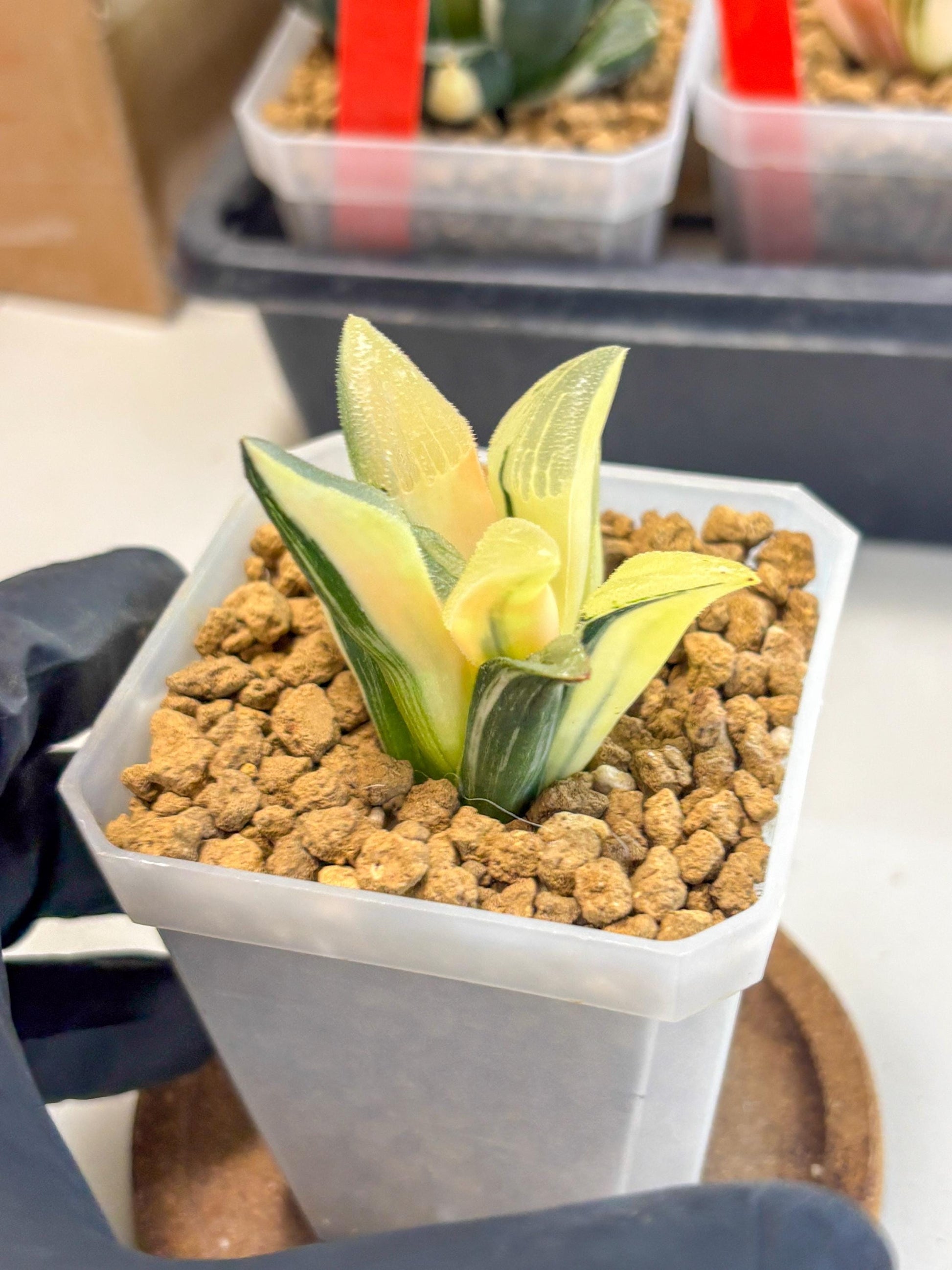 Haworthia Pygmaea Var (wa1) (5) | South Korea Import | Succulent