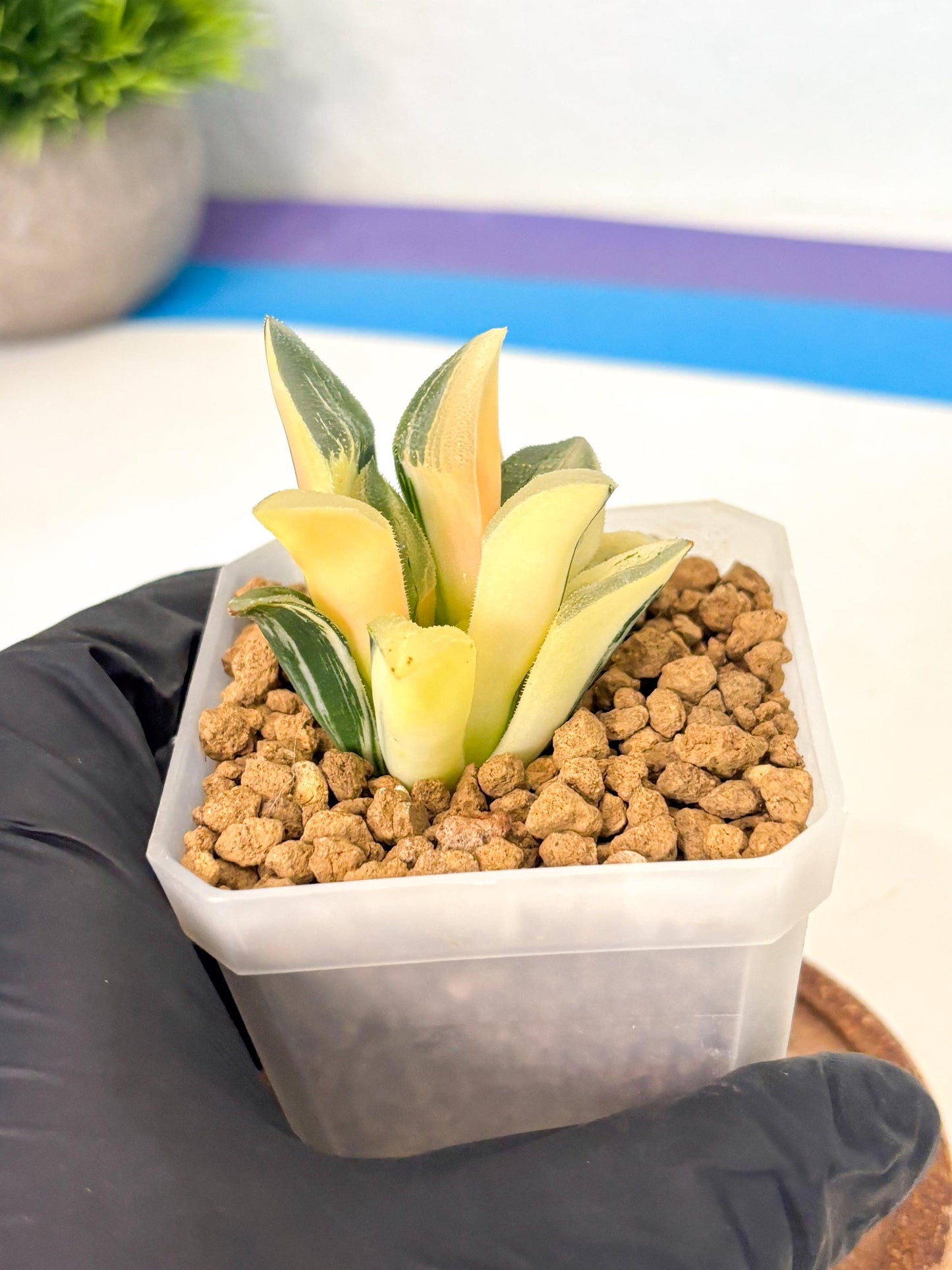 Haworthia Pygmaea Var (wa1) (5) | South Korea Import | Succulent