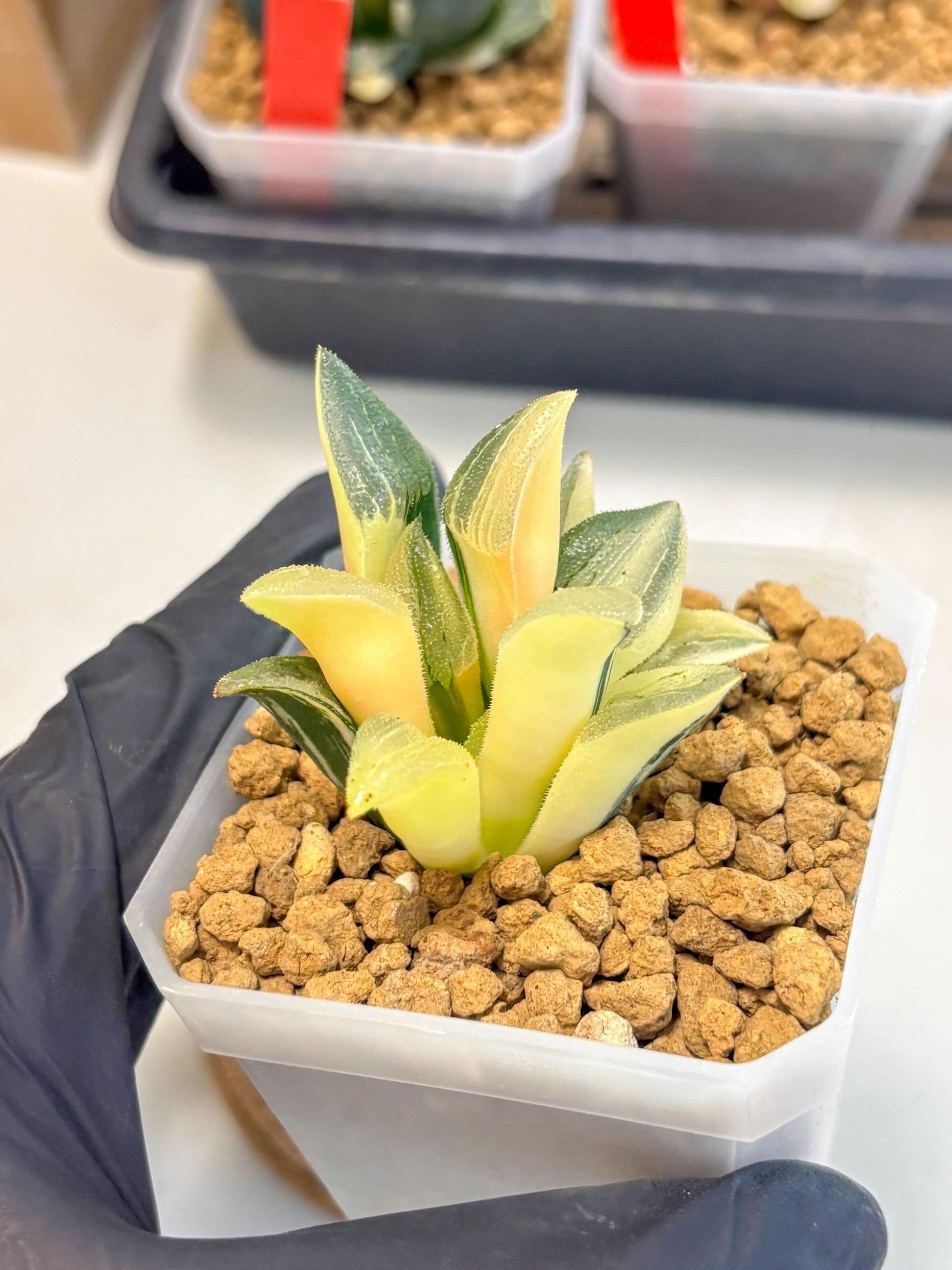 Haworthia Pygmaea Var (wa1) (5) | South Korea Import | Succulent