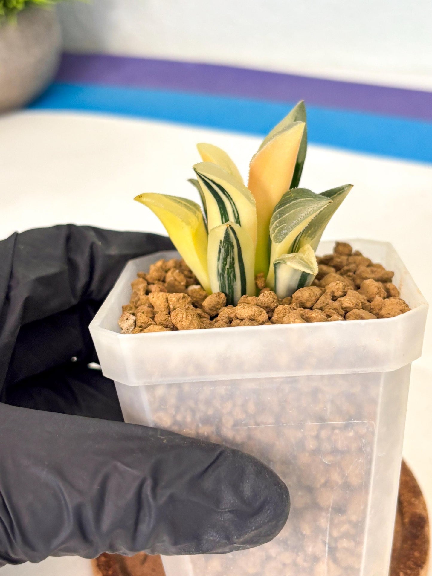 Haworthia Pygmaea Var (wa1) (5) | South Korea Import | Succulent