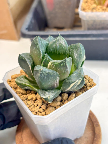 Haworthia Obtusa Hyb Var (wa1) (7) | South Korea Import | Succulent