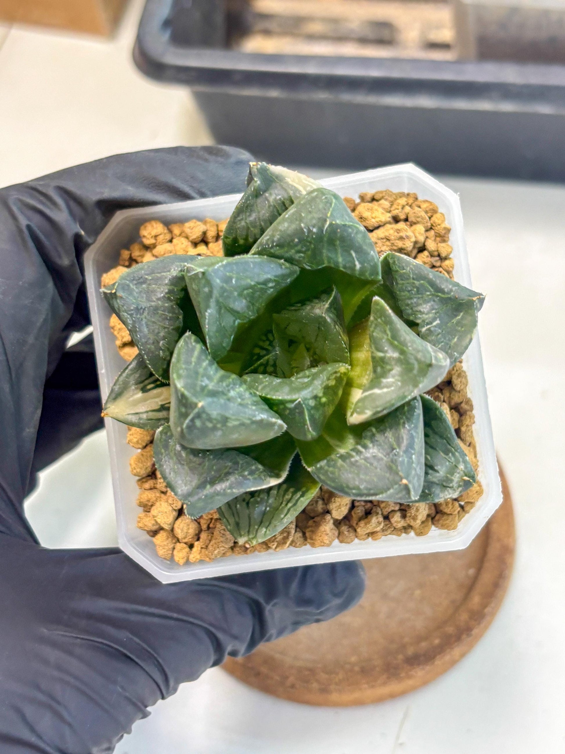 Haworthia Obtusa Hyb Var (wa1) (7) | South Korea Import | Succulent