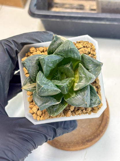 Haworthia Obtusa Hyb Var (wa1) (7) | South Korea Import | Succulent