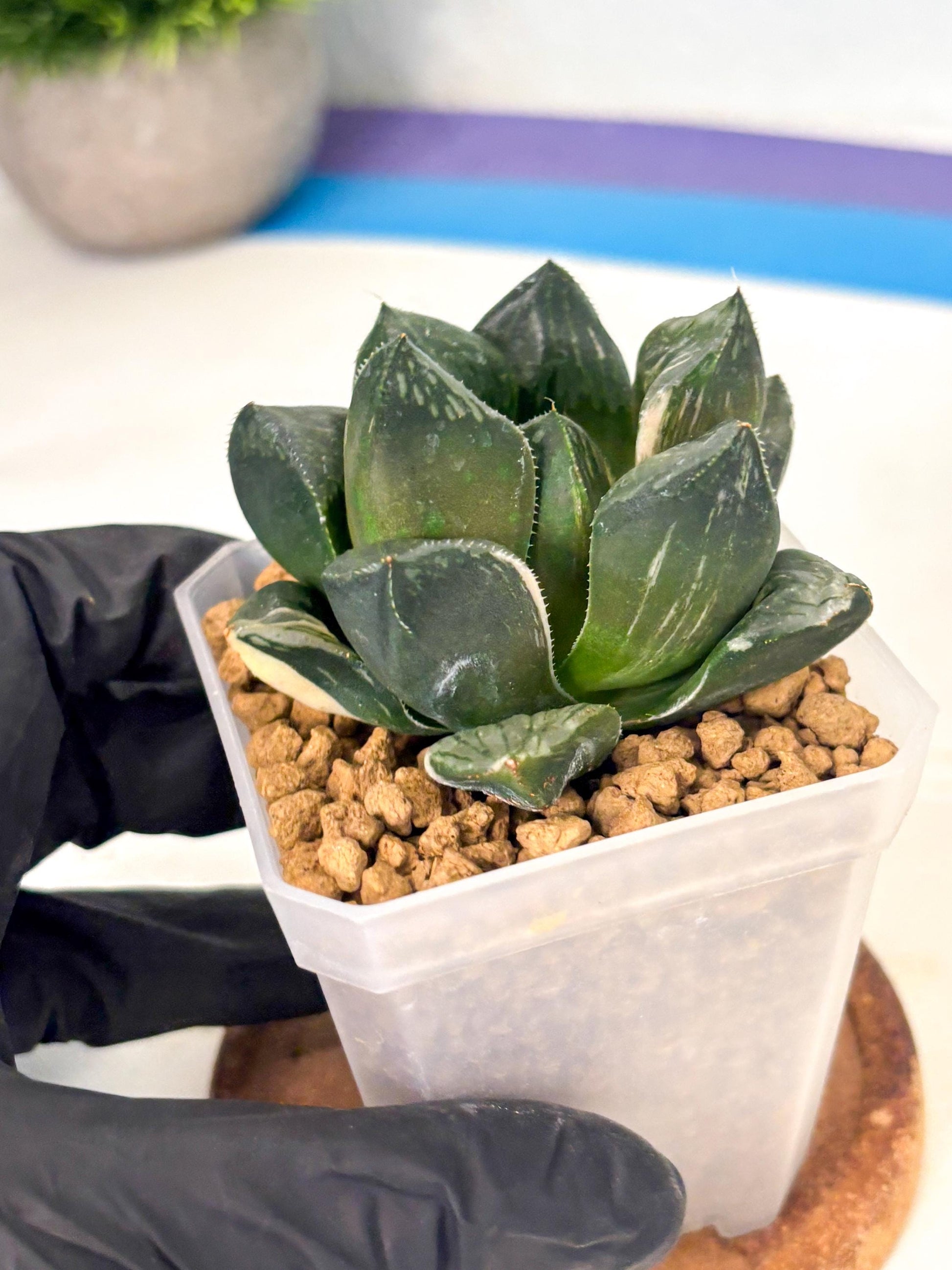Haworthia Obtusa Hyb Var (wa1) (7) | South Korea Import | Succulent
