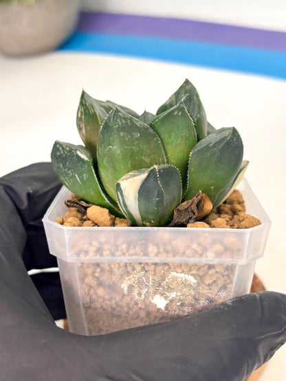Haworthia Obtusa Hyb Var (wa1) (7) | South Korea Import | Succulent