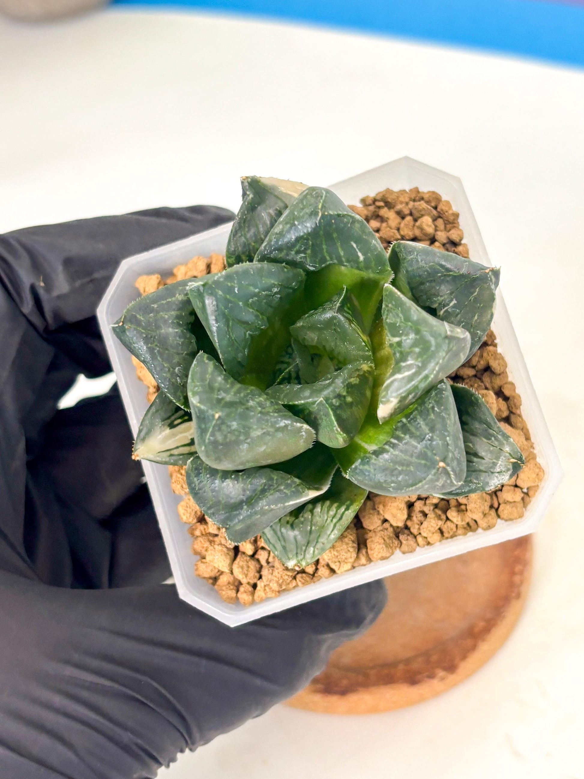 Haworthia Obtusa Hyb Var (wa1) (7) | South Korea Import | Succulent
