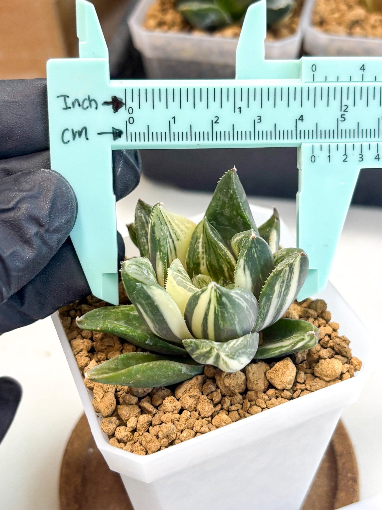 Haworthia Comptoniana Var (wa1) (y1) | South Korea Import | Succulent