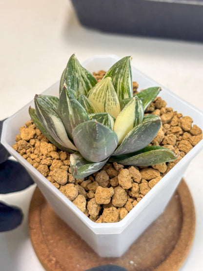 Haworthia Comptoniana Var (wa1) (y1) | South Korea Import | Succulent