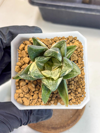 Haworthia Comptoniana Var (wa1) (y1) | South Korea Import | Succulent