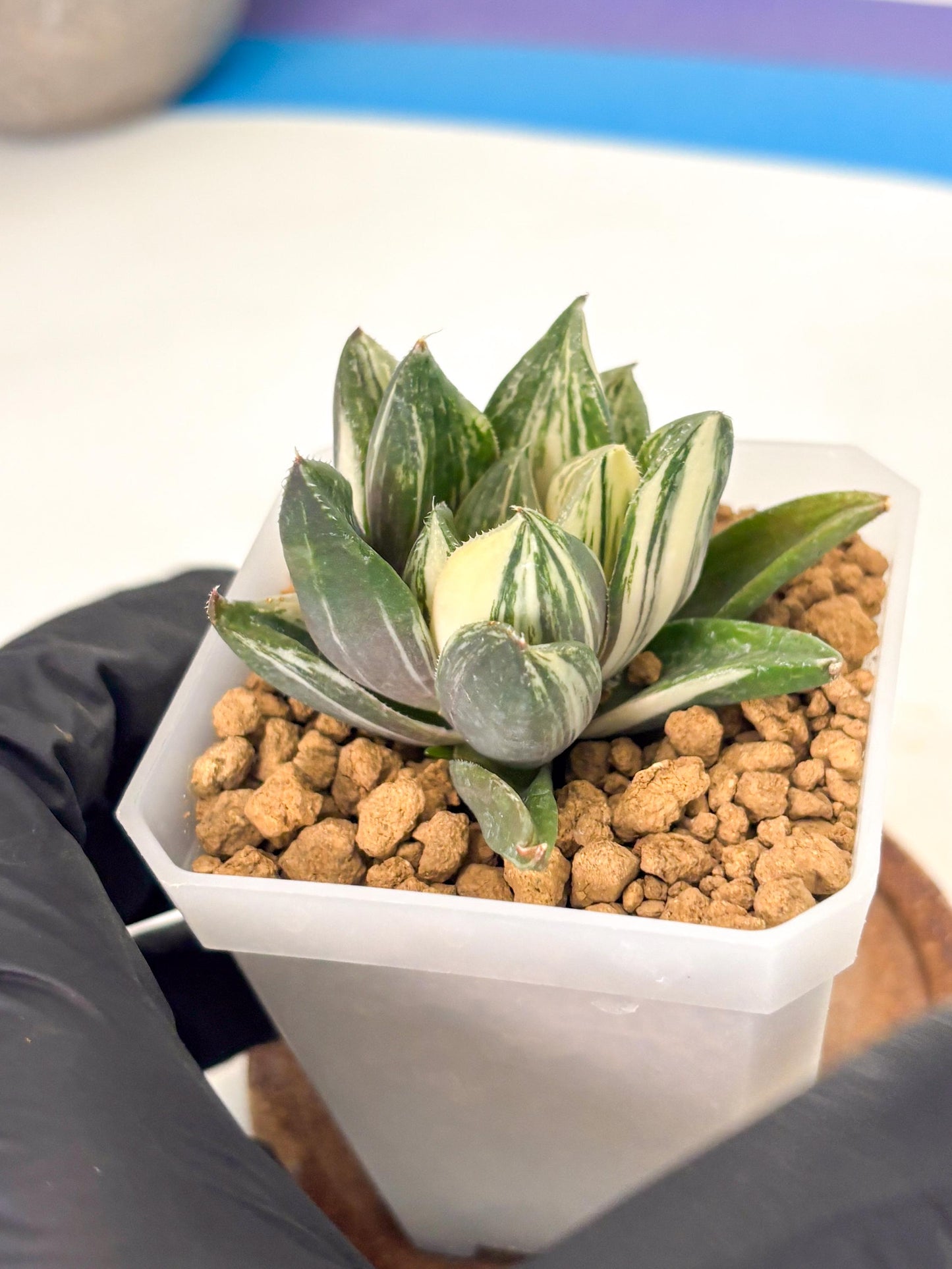 Haworthia Comptoniana Var (wa1) (y1) | South Korea Import | Succulent