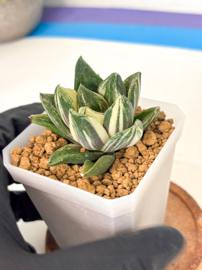 Haworthia Comptoniana Var (wa1) (y1) | South Korea Import | Succulent