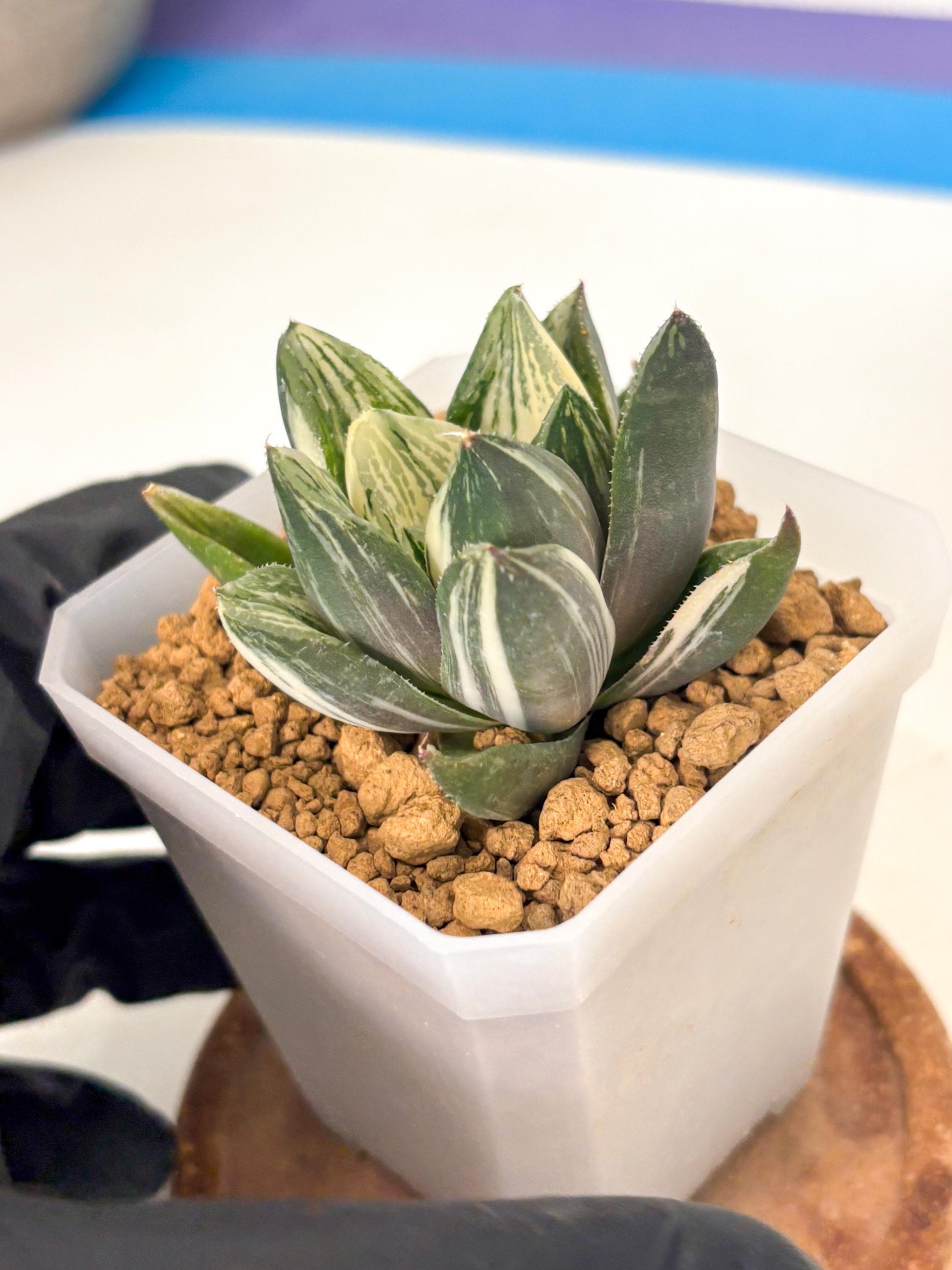 Haworthia Comptoniana Var (wa1) (y1) | South Korea Import | Succulent