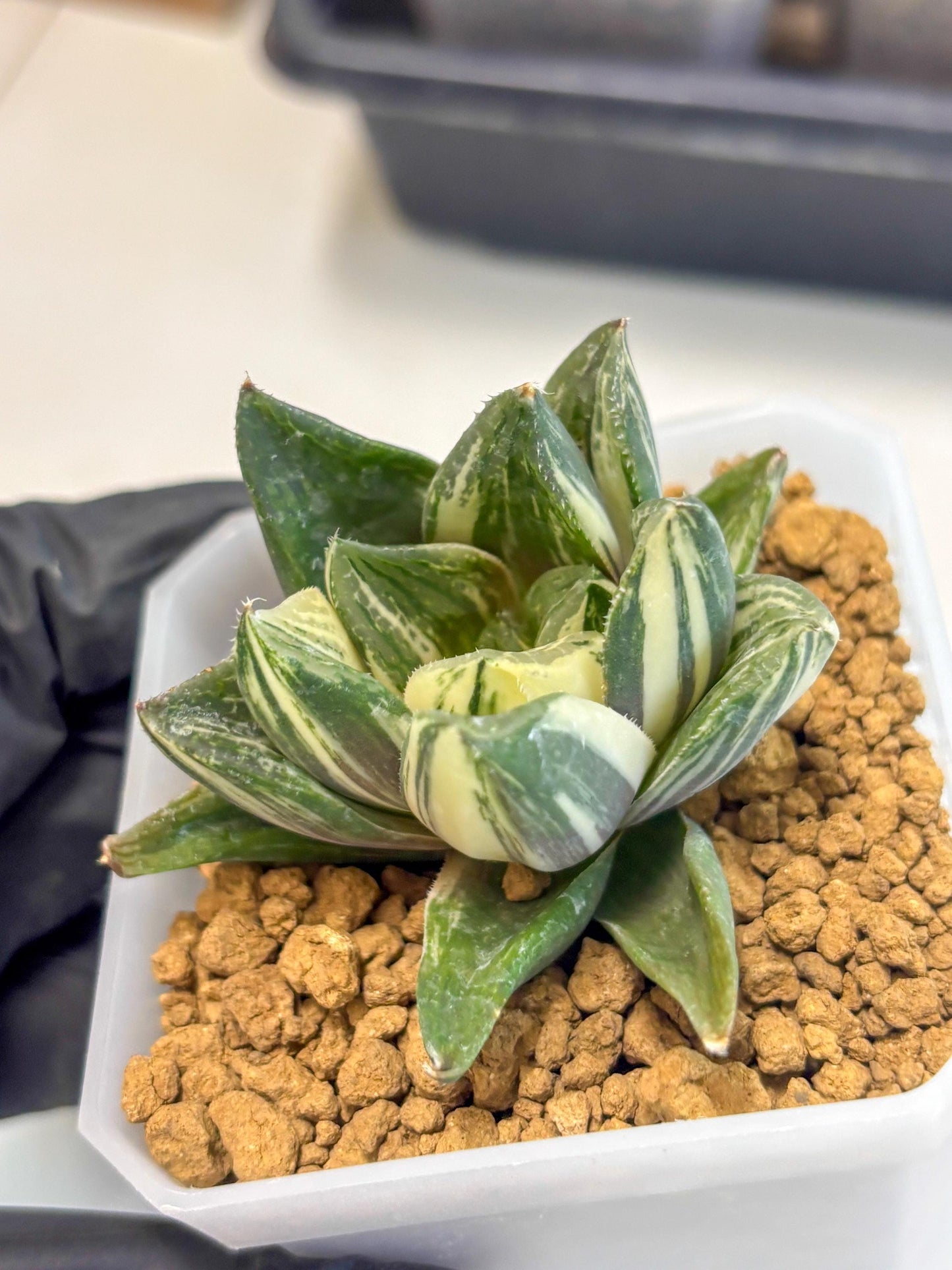 Haworthia Comptoniana Var (wa1) (y1) | South Korea Import | Succulent