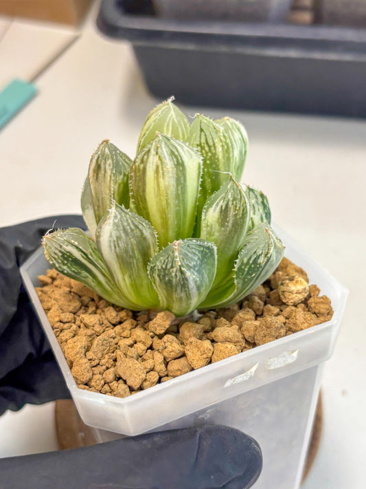 Haworthia MirrorBall Loulan (wa1) (y2) | South Korea Import | Succulent