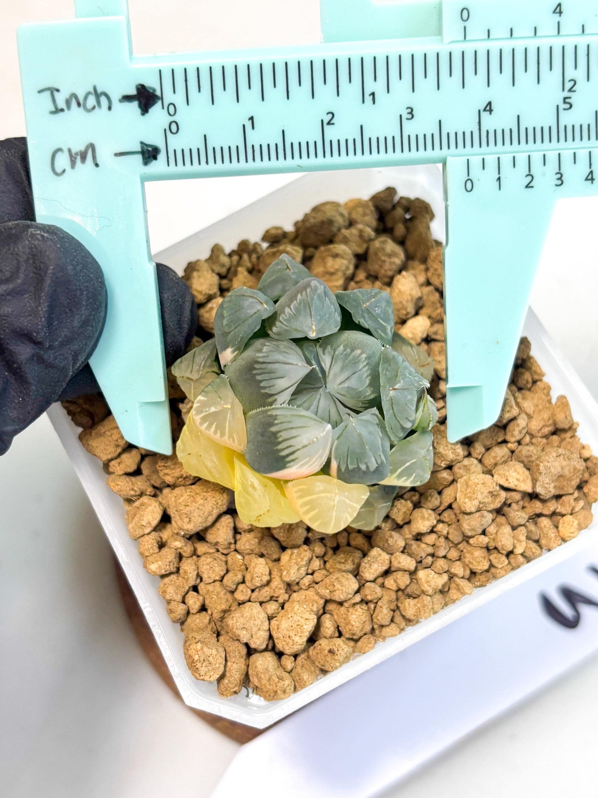 Haworthia Obtusa Var (wa1) (y3) | South Korea Import | Succulent