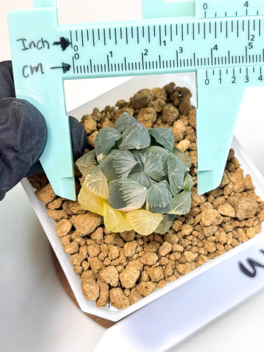 Haworthia Obtusa Var (wa1) (y3) | South Korea Import | Succulent