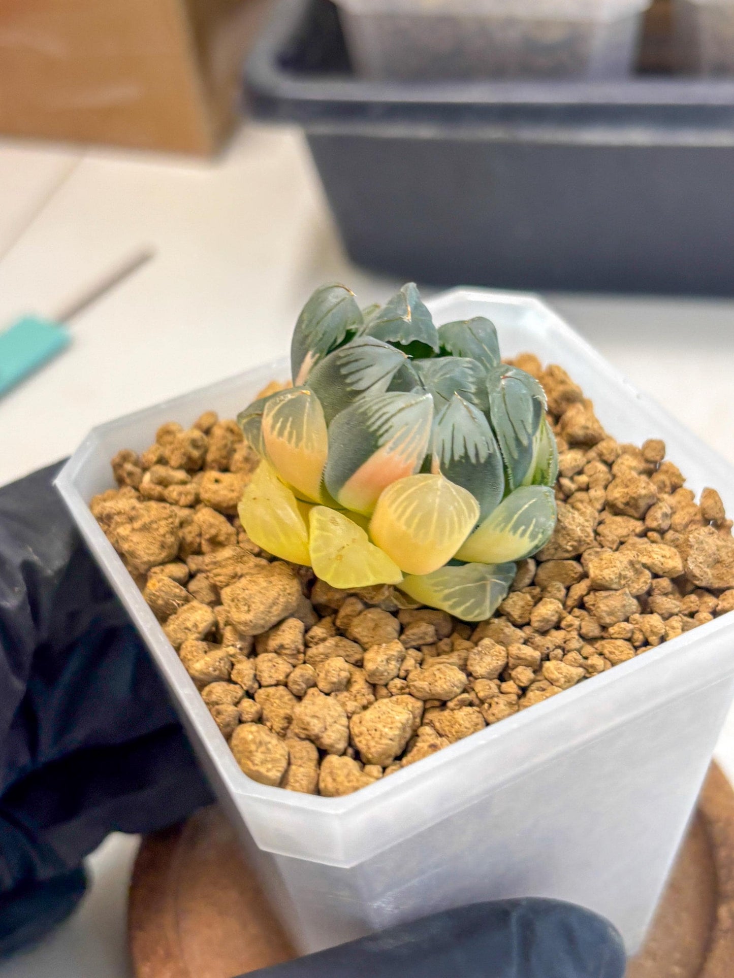 Haworthia Obtusa Var (wa1) (y3) | South Korea Import | Succulent
