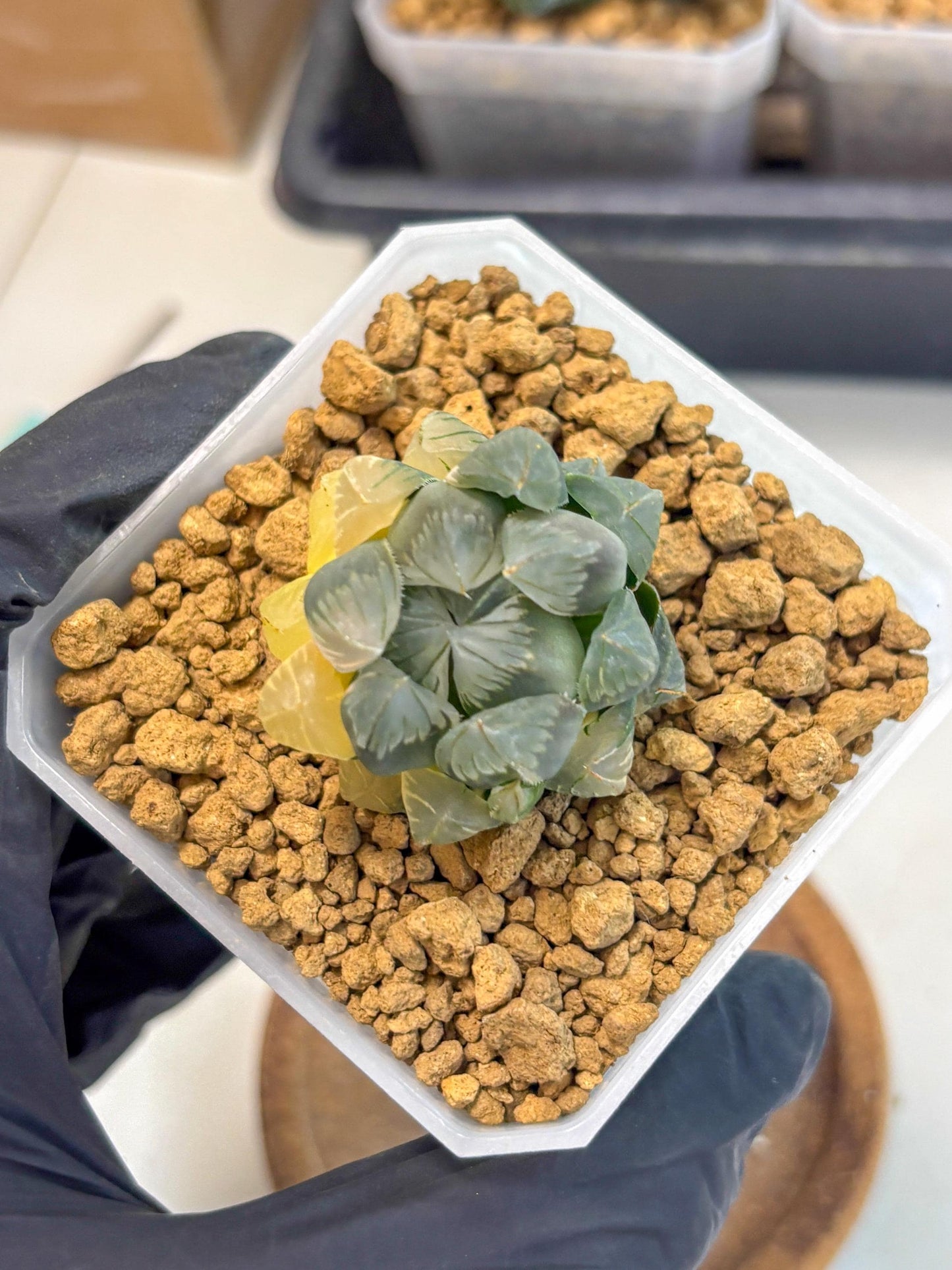 Haworthia Obtusa Var (wa1) (y3) | South Korea Import | Succulent