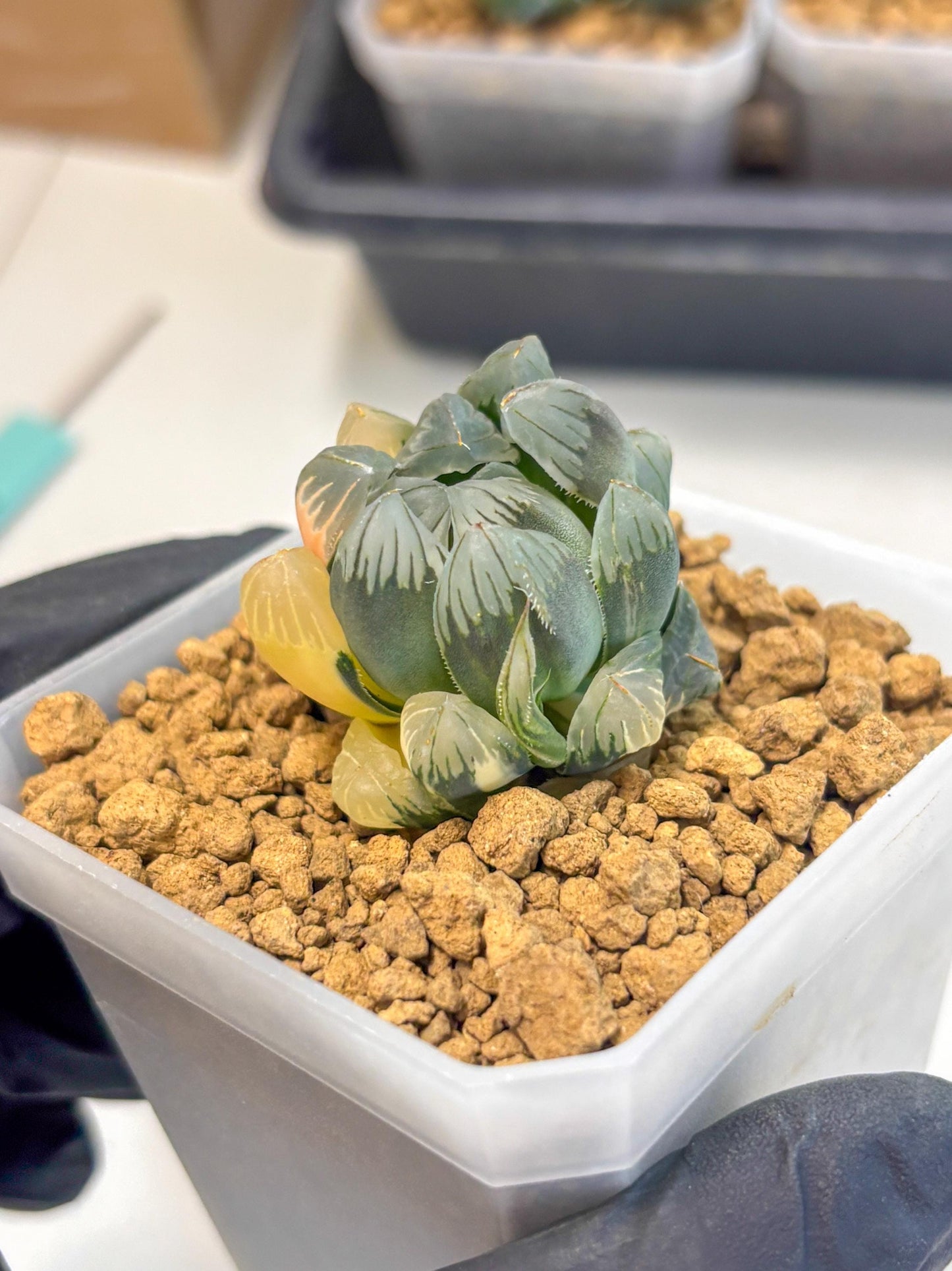 Haworthia Obtusa Var (wa1) (y3) | South Korea Import | Succulent