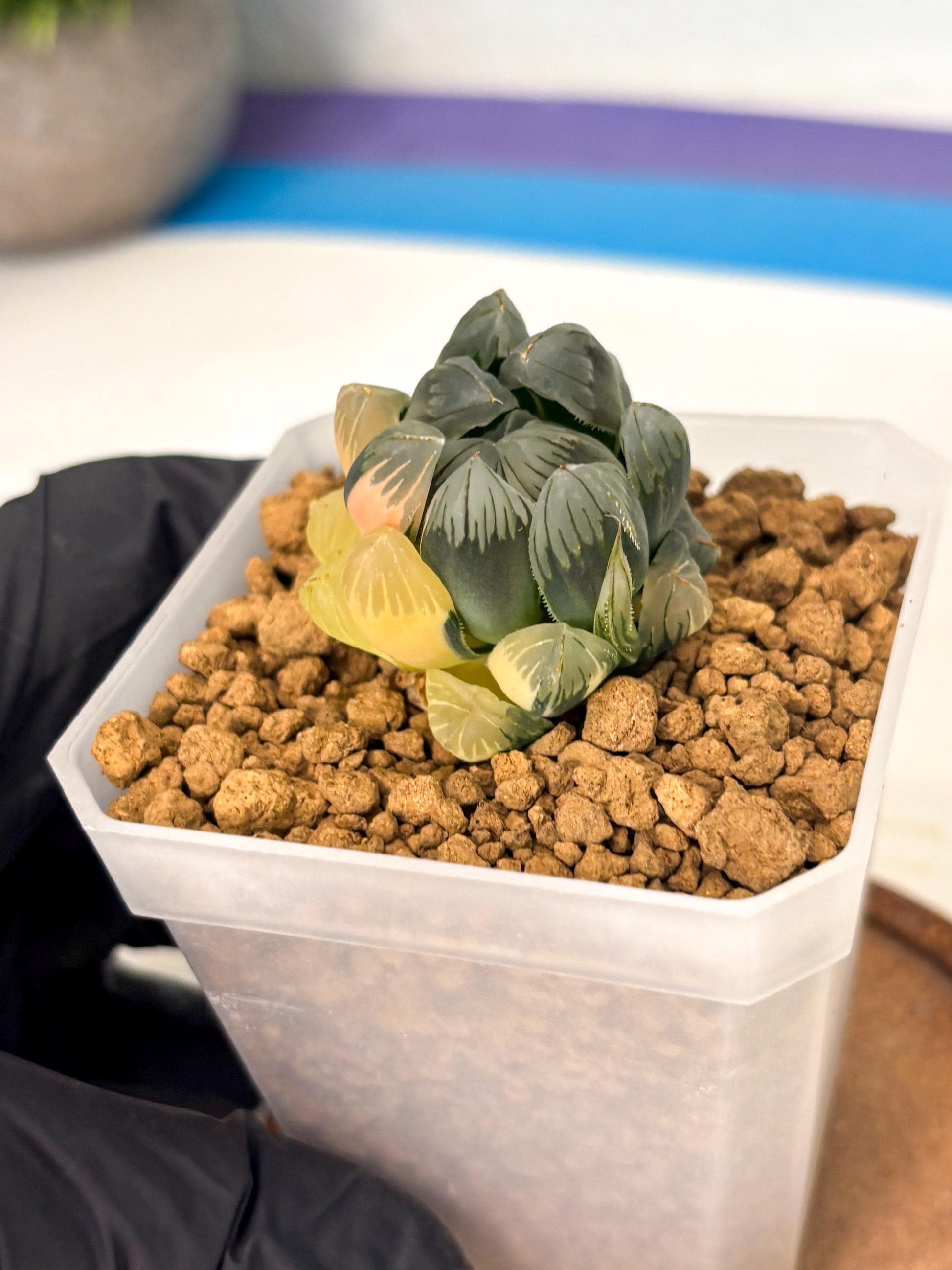 Haworthia Obtusa Var (wa1) (y3) | South Korea Import | Succulent