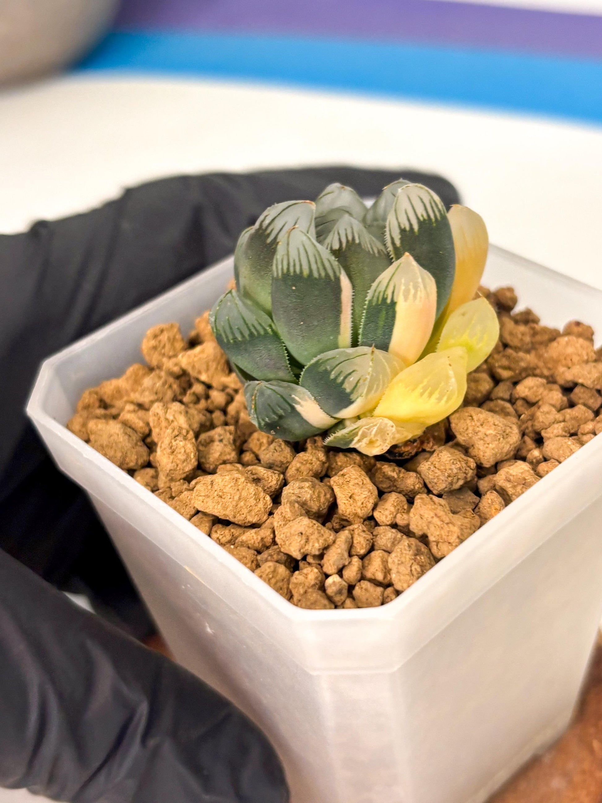 Haworthia Obtusa Var (wa1) (y3) | South Korea Import | Succulent