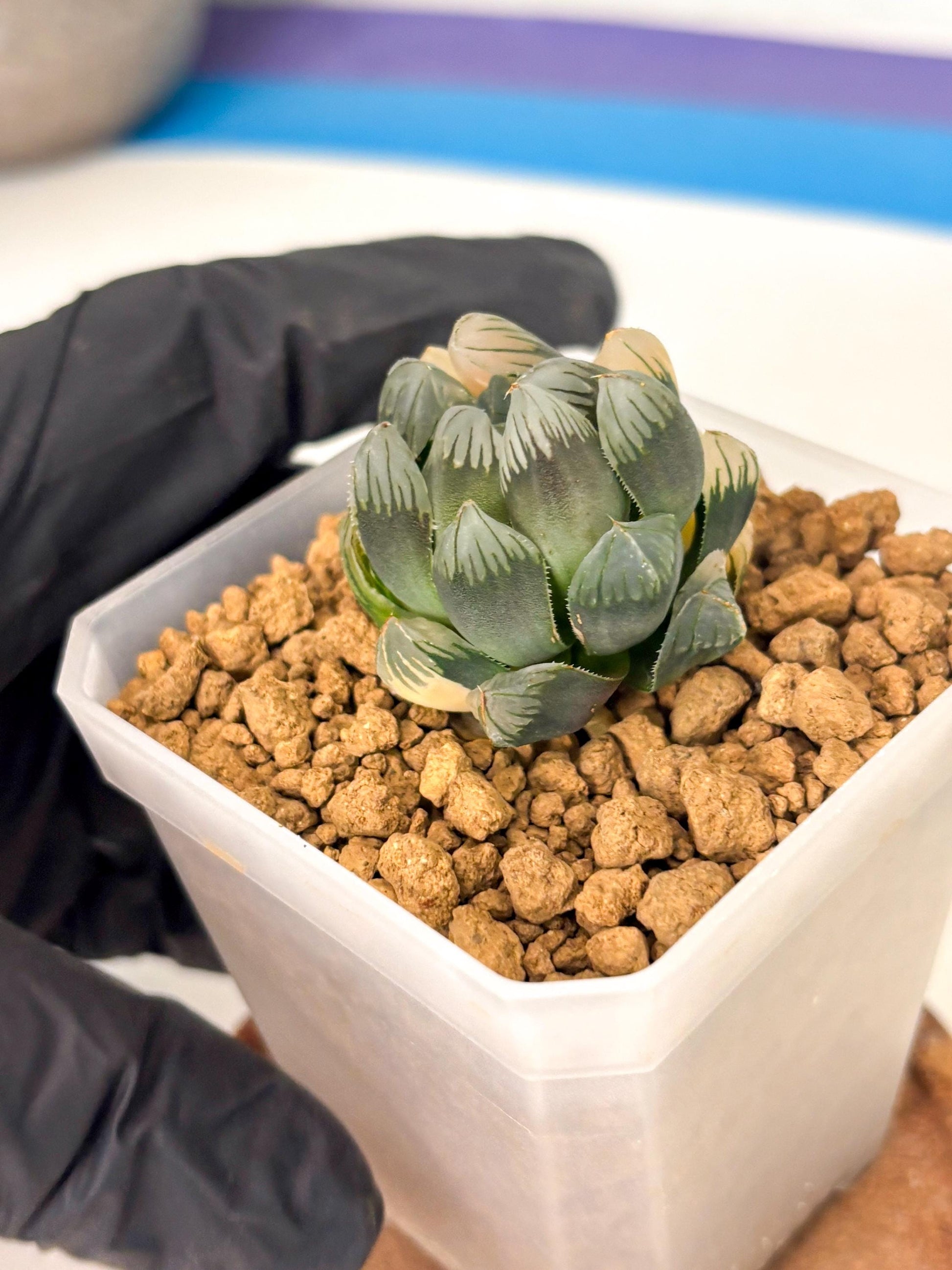 Haworthia Obtusa Var (wa1) (y3) | South Korea Import | Succulent