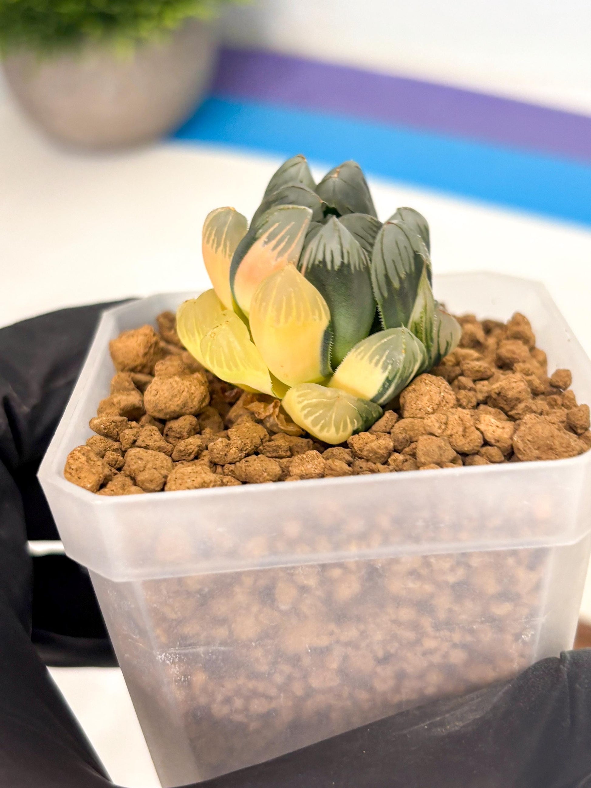 Haworthia Obtusa Var (wa1) (y3) | South Korea Import | Succulent