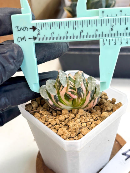 Haworthia Truncata Best Blue (wa1) (y4) | South Korea Import | Succulent