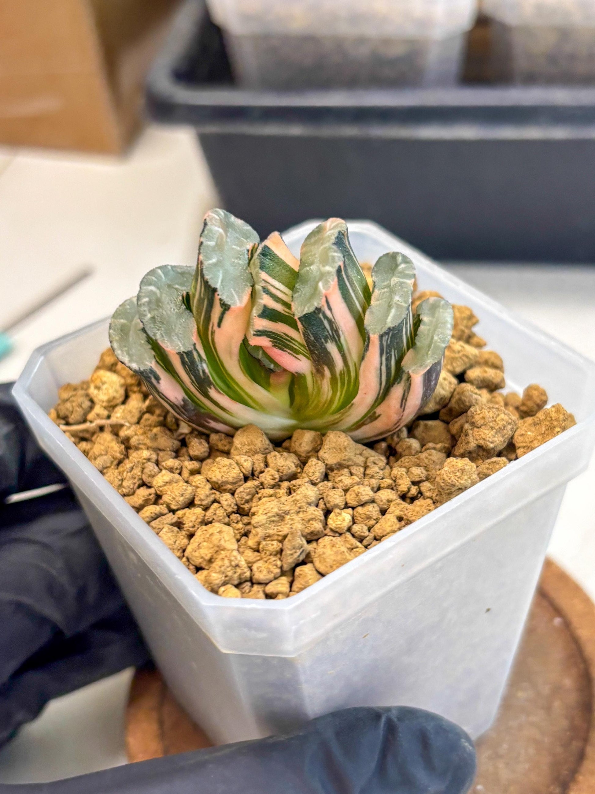 Haworthia Truncata Best Blue (wa1) (y4) | South Korea Import | Succulent