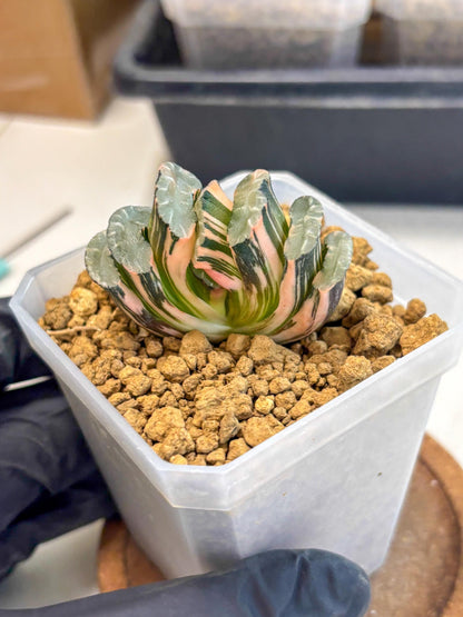 Haworthia Truncata Best Blue (wa1) (y4) | South Korea Import | Succulent