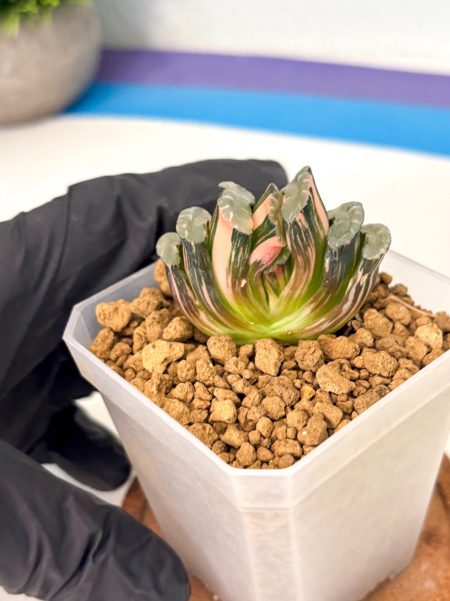 Haworthia Truncata Best Blue (wa1) (y4) | South Korea Import | Succulent