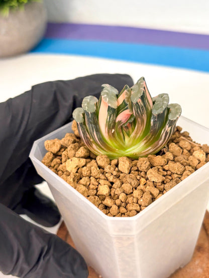 Haworthia Truncata Best Blue (wa1) (y4) | South Korea Import | Succulent
