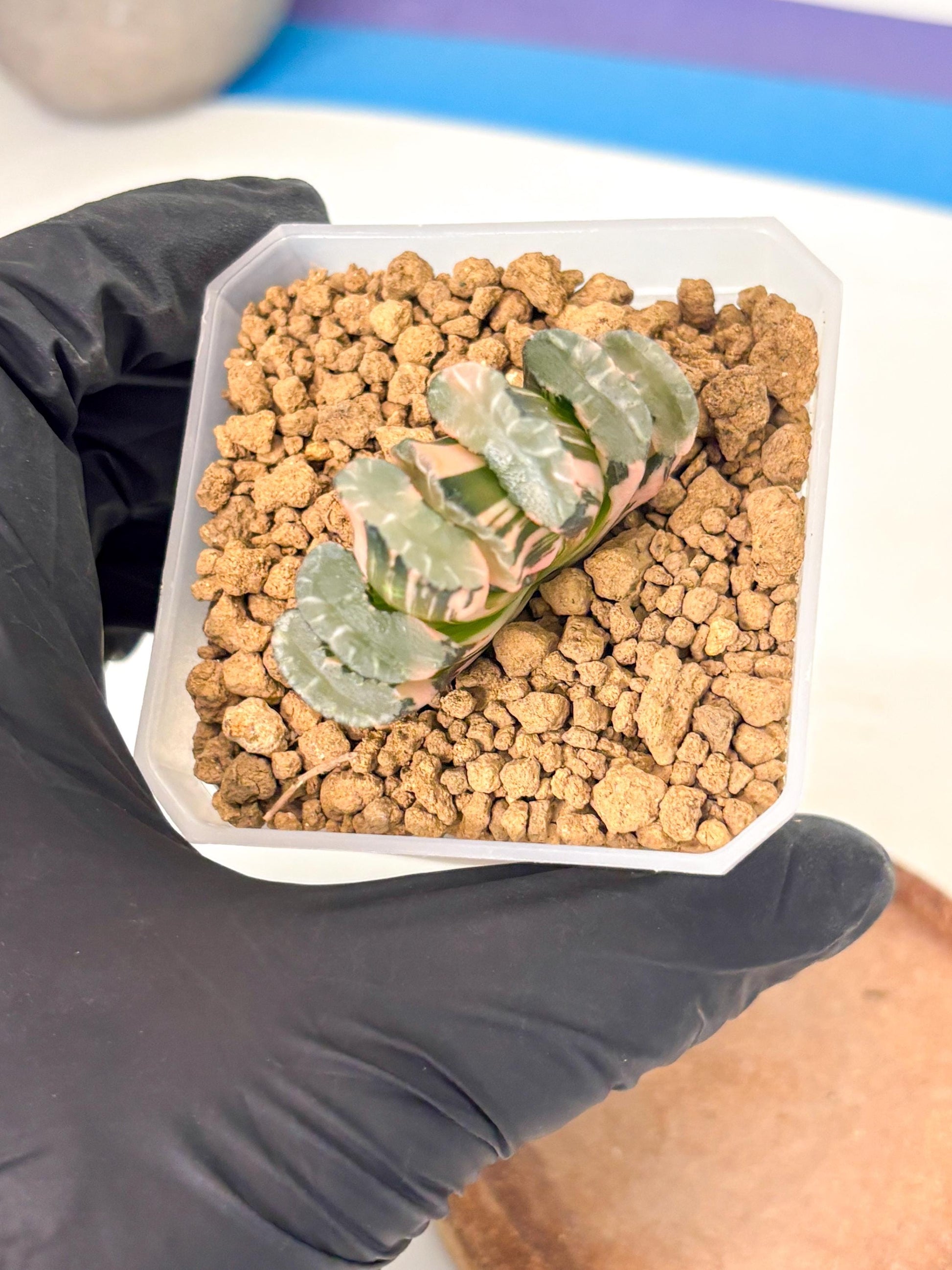 Haworthia Truncata Best Blue (wa1) (y4) | South Korea Import | Succulent