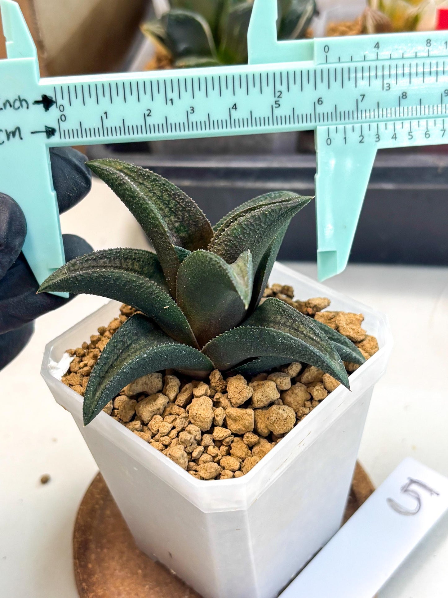 Haworthia Koelmaniorum Sugriva (wa1) (y5) | South Korea Import