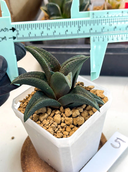 Haworthia Koelmaniorum Sugriva (wa1) (y5) | South Korea Import