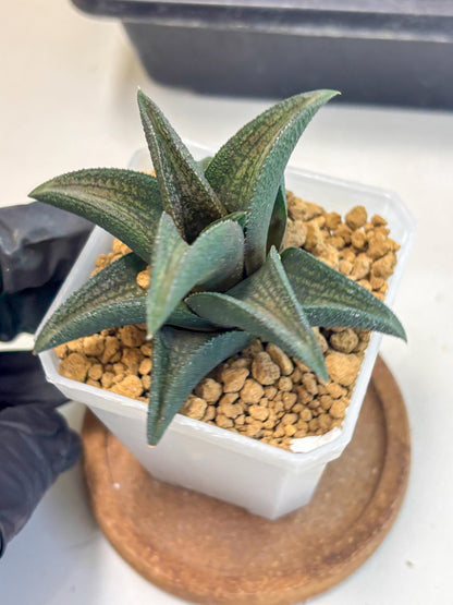 Haworthia Koelmaniorum Sugriva (wa1) (y5) | South Korea Import